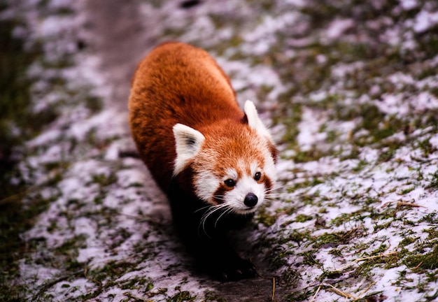 Porträt eines roten Pandas Ailurus fulgens