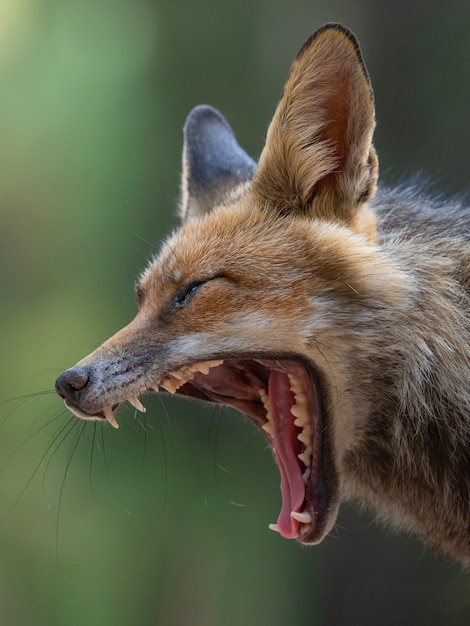 Porträt eines Rotfuchses im Wald.