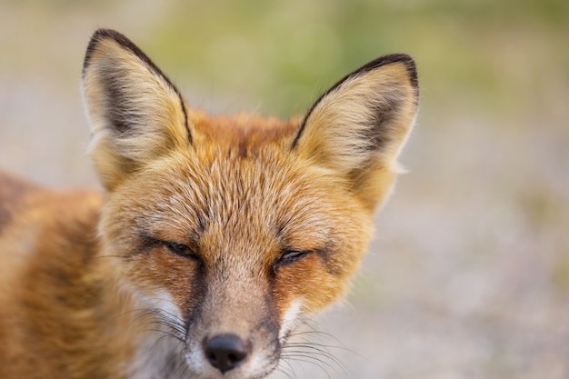 Foto porträt eines rotfuchses (vulpes vulpes)