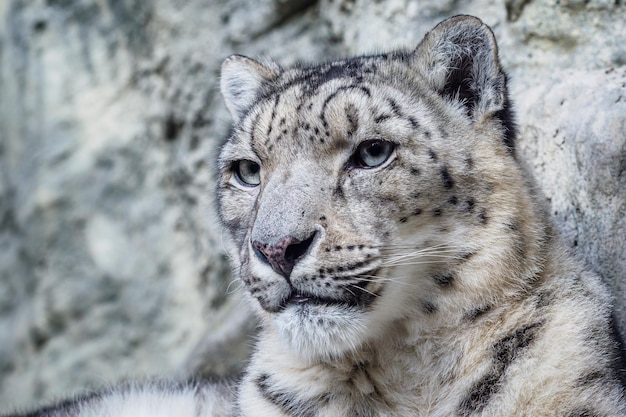 Porträt eines Schneeleoparden hautnah auf einem Steinhintergrund