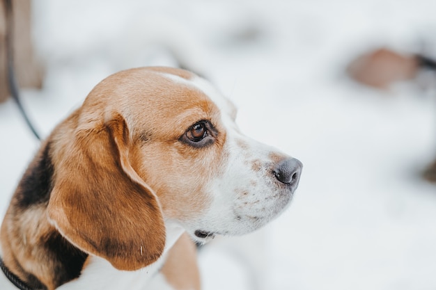 Porträt eines schönen Beagle-Hundes im Winterwald