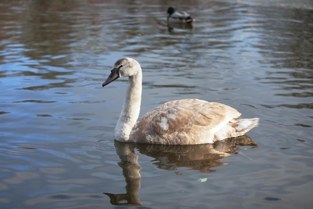 Porträt eines schönen grauen Schwans in der Natur