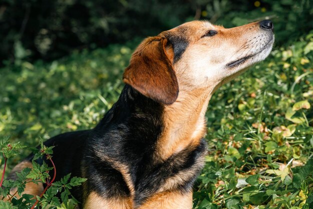 Porträt eines schönen Hundes ohne Rasse im grünen Gras