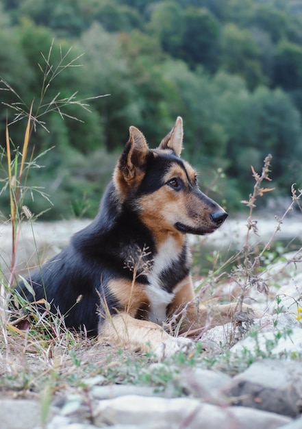 Porträt eines schönen schwarzen und roten Hundes, eines Mischlingshundes, in der Natur, das Aussehen eines Hundes