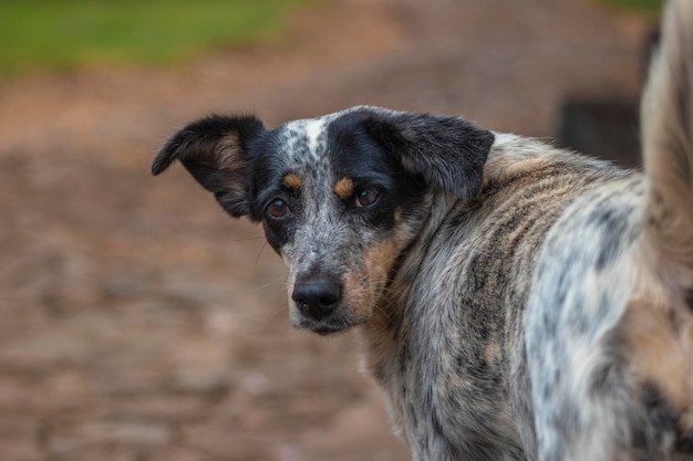 Porträt eines schwarz-weißen Hundes