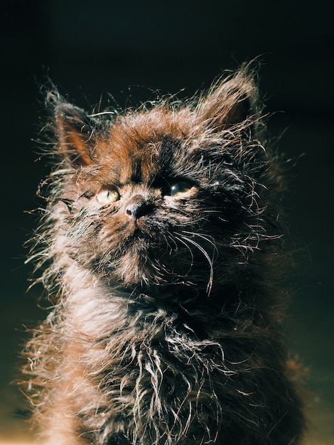 Porträt eines schwarzen braunen Kätzchens der kleinen flauschigen Katze in der Sonne auf einem dunklen Hintergrund