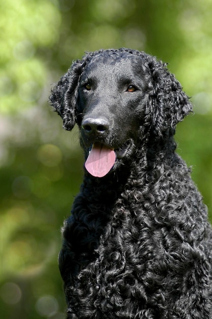 Foto porträt eines schwarzen curly coated retriever hundes