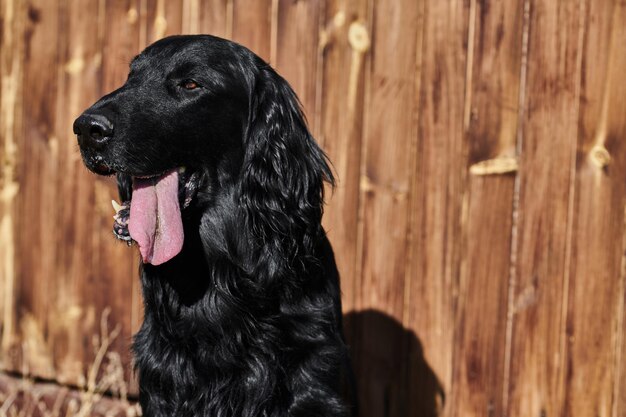 Porträt eines schwarzen Flatcoated Retrievers, der vor einem hölzernen Zaun läuft und in Nahaufnahme mit reinrassigen Hunden spielt
