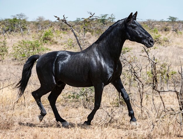 Porträt eines schwarzen Hengstes in der Natur