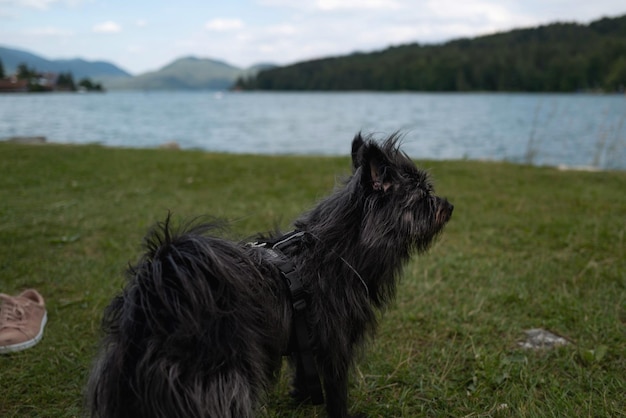 Foto porträt eines schwarzen hundes am see