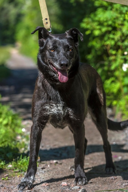 Foto porträt eines schwarzen hundes an land