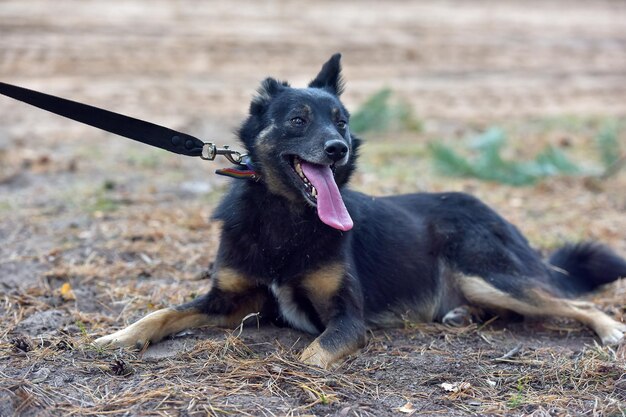 Porträt eines schwarzen Hundes an Land