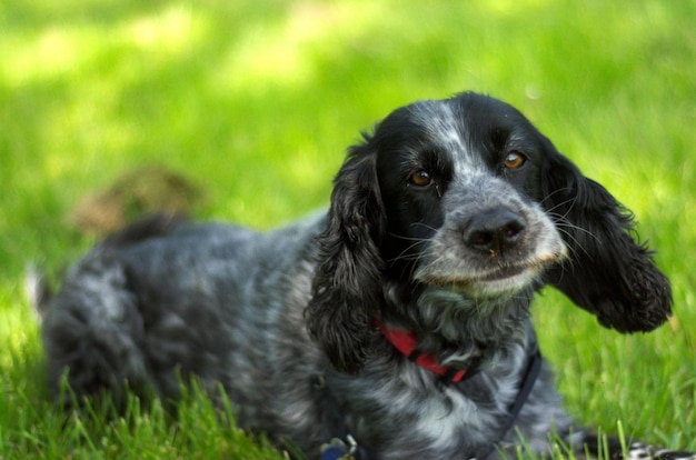 Porträt eines schwarzen Hundes auf dem Feld