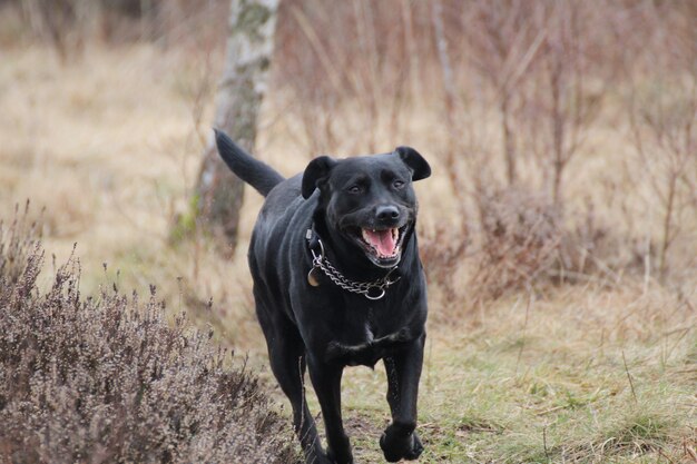 Porträt eines schwarzen Hundes auf dem Feld.