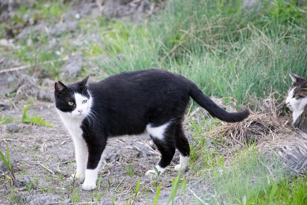 Porträt eines schwarzen Hundes auf einem grasigen Feld