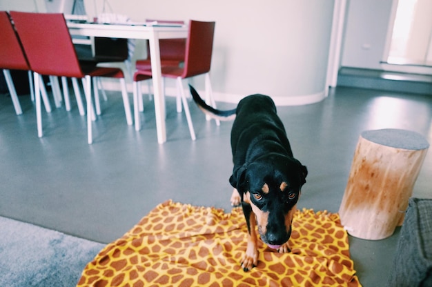 Porträt eines schwarzen Hundes, der auf dem Boden sitzt