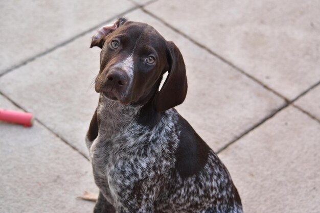 Foto porträt eines schwarzen hundes, der im freien sitzt