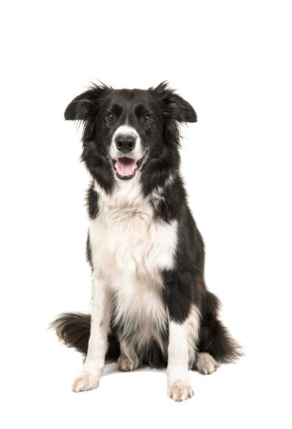Porträt eines schwarzen Hundes, der vor weißem Hintergrund sitzt