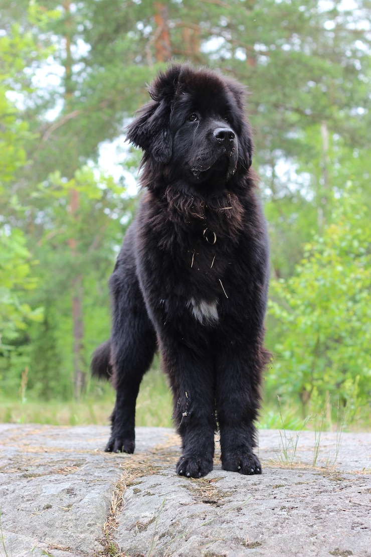 Foto porträt eines schwarzen hundes gegen bäume