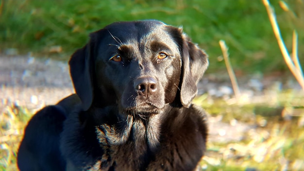 Foto porträt eines schwarzen hundes