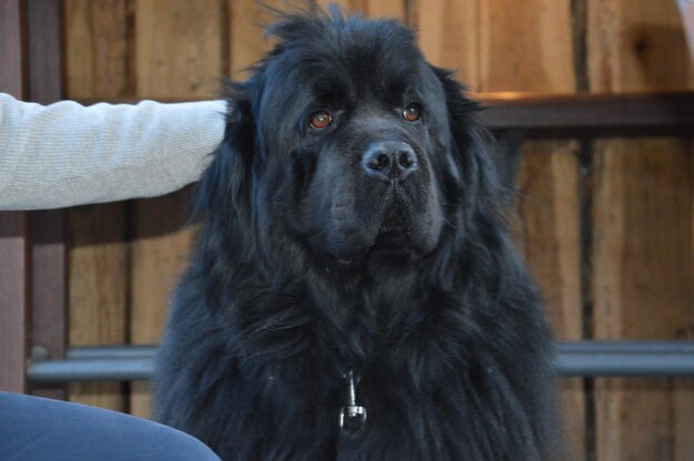 Foto porträt eines schwarzen hundes