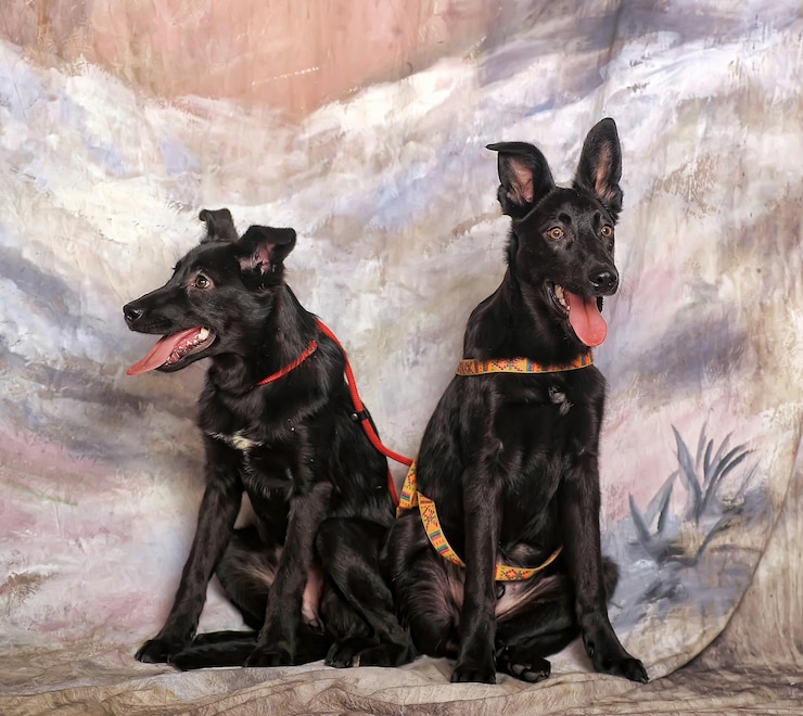 Foto porträt eines schwarzen hundes