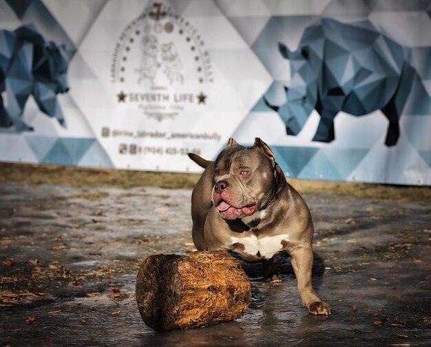 Foto porträt eines schwarzen hundes