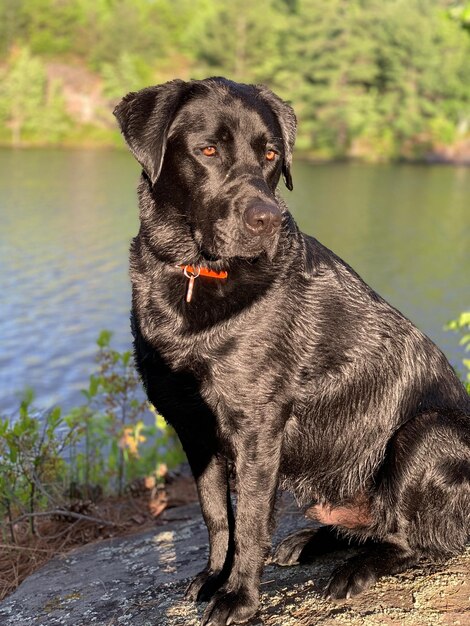 Foto porträt eines schwarzen hundes