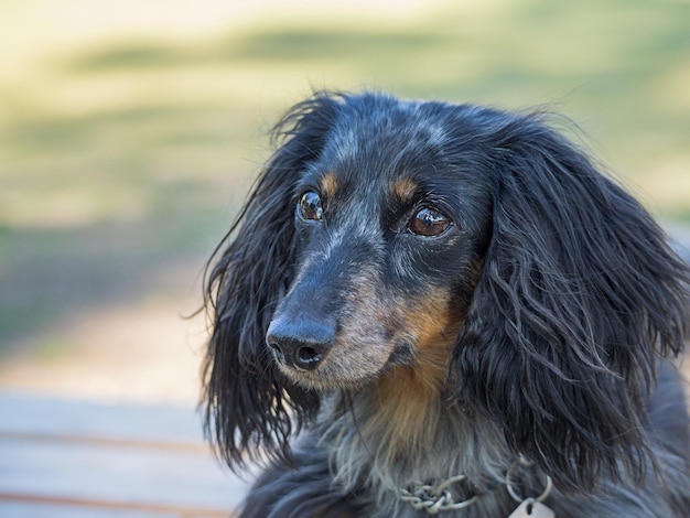 Foto porträt eines schwarzen hundes