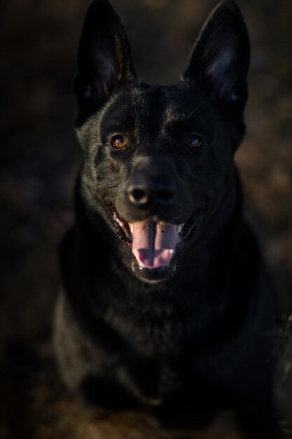 Porträt eines schwarzen Hundes