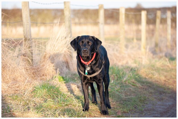 Foto porträt eines schwarzen labradorhunds