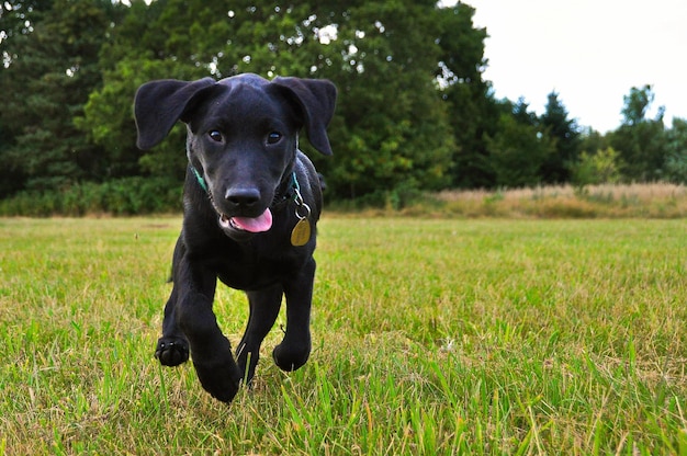 Porträt eines schwarzen Labradorwelpen, der auf einem grasigen Feld rennt