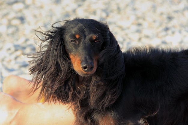 Porträt eines schwarzen Spaniel-Hundes im Freien an einem sonnigen Tag