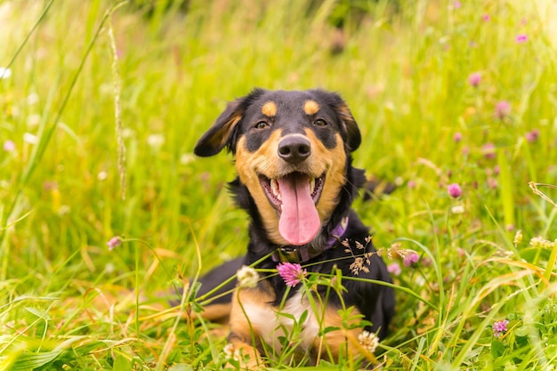 Porträt eines schwarzen und braunen Hundes, der an einem sonnigen Frühlingstag auf einer Blumenwiese sitzt, mit offenem Mund und heraushängender Zunge Border Collie Pitbull und Boxer Mix Puppy Dog