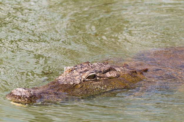 Porträt eines schwimmenden Krokodilsees Baringo Kenia Afrika