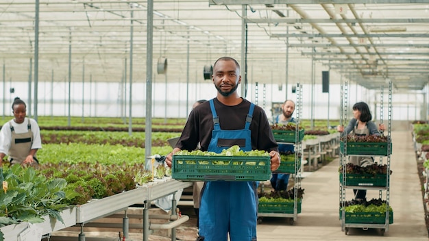 Porträt eines selbstbewussten afroamerikanischen Landarbeiters, der eine Kiste mit Salatproduktion hält, die zur Auslieferung bereit ist. Bio-Lebensmittelbauer, der Bio-Gemüse hält, das ohne Pestizide im Gewächshaus angebaut wird.