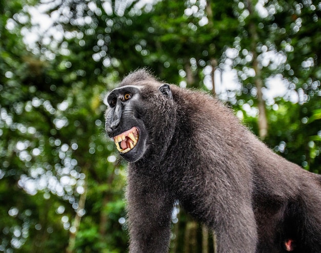 Porträt eines сelebes crested macaque Closeup Indonesien Sulawesi