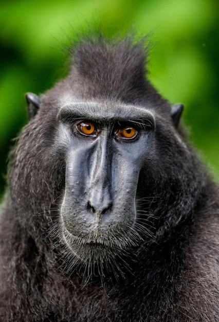 Porträt eines сelebes crested macaque Closeup Indonesien Sulawesi