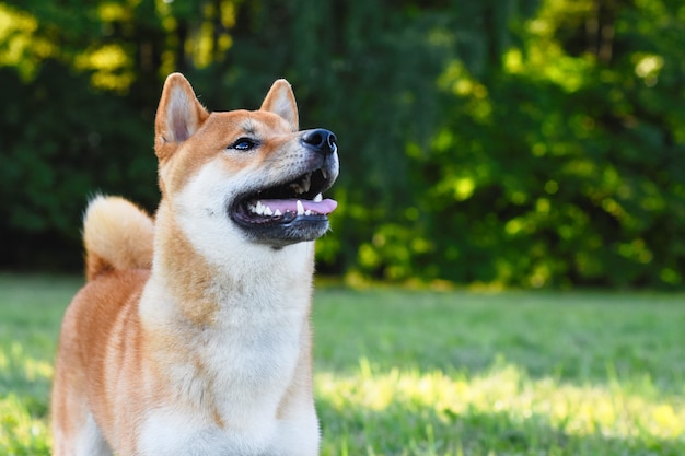 Porträt eines Shiba Inu Hundes im Freien hautnah