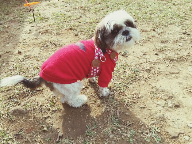 Porträt eines Shih Tzu-Hundes, der einen Pullover auf dem Feld trägt