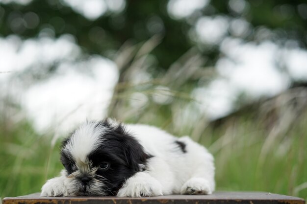 Foto porträt eines shih tzu