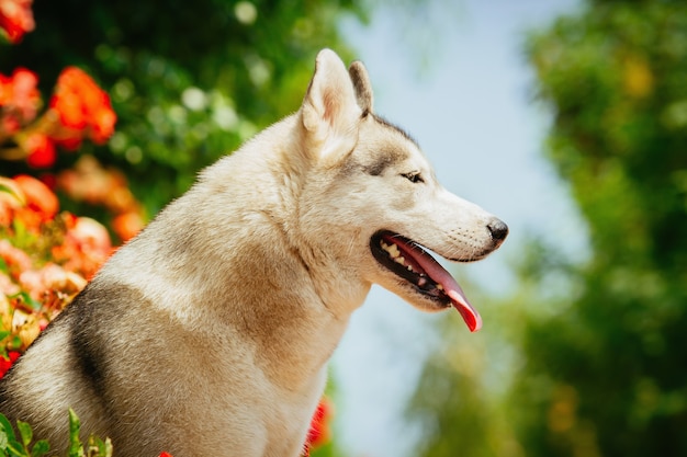 Porträt eines Siberian Husky. Der Hund sitzt in der Nähe von blühenden Rosen. Nordische Hunde im Sommer.