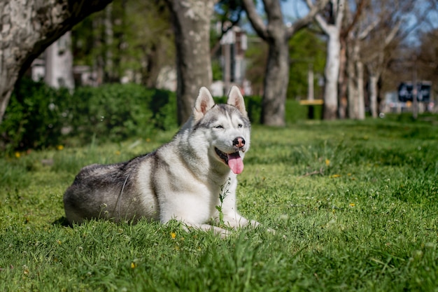 Porträt eines Siberian Husky draußen