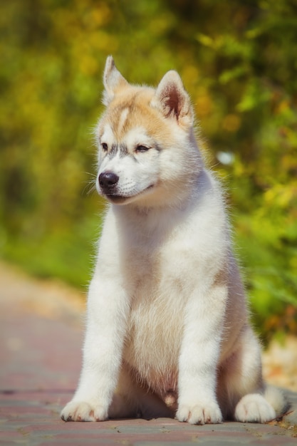 Foto porträt eines siberian husky welpen, der im hof geht. ein kleiner süßer welpe des siberian husky-hundes im freien