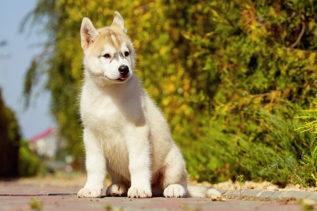 Porträt eines Siberian Husky Welpen, der im Hof geht