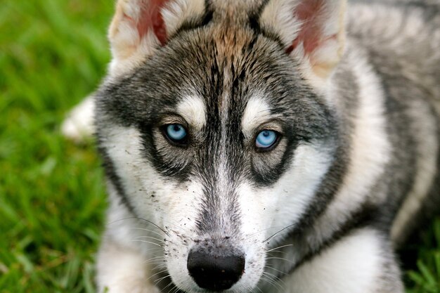 Foto porträt eines sibirischen huskies