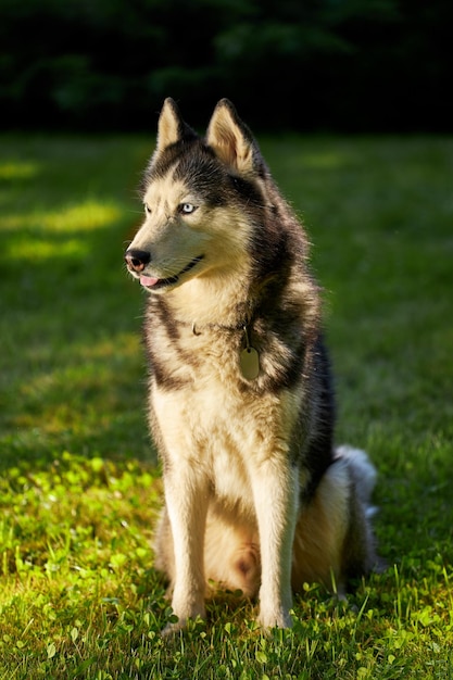 Porträt eines sibirischen Husky-Hundes auf einer Wiese