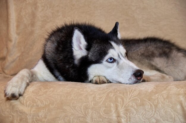 Porträt eines sibirischen Husky-Hundes, der auf der Couch liegt.