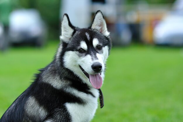 Foto porträt eines sibirischen husky