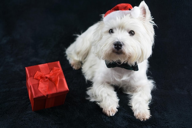 Porträt eines sitzenden Hundes, geschenkt
